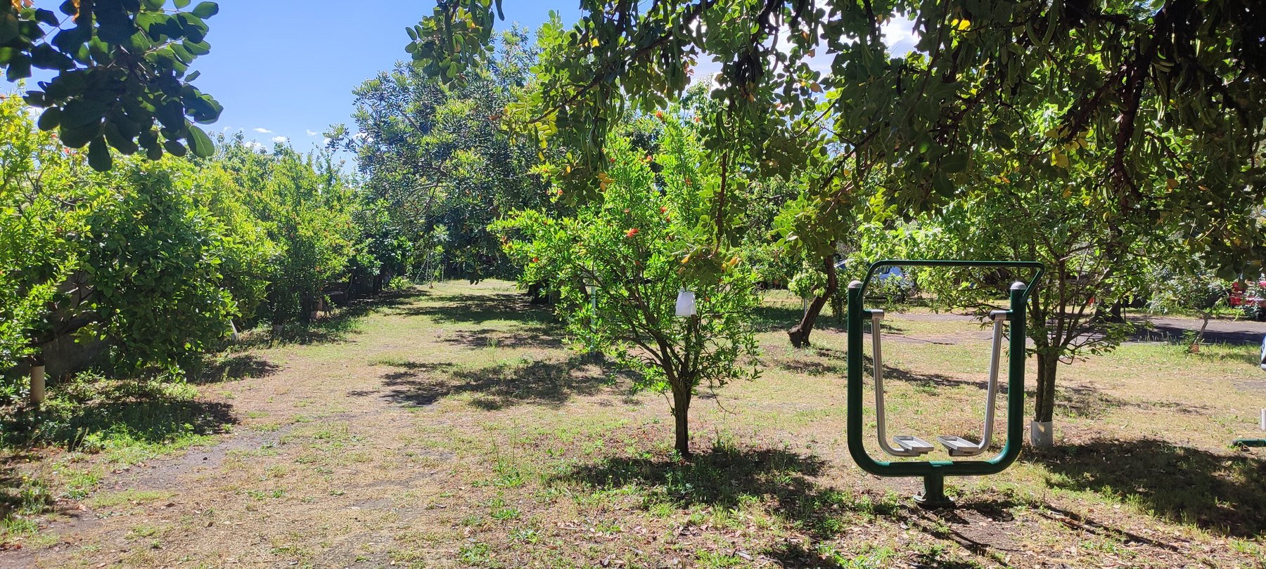 Il giardino alberato di Villa Vesuviana